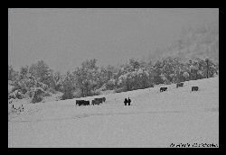 Copyright - Christophe Hierle - http://www.photos-lozere.fr/