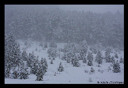 Copyright - Christophe Hierle - http://www.photos-lozere.fr/