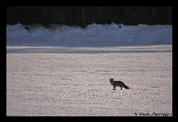 Copyright - Christophe Hierle - http://www.photos-lozere.fr/