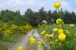 Le chemin - Pot'Pote