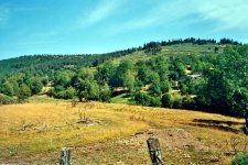 Pturages au Masmjan d'Allier - copyright Alain BONET