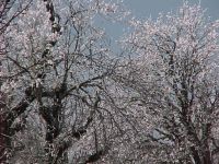 Le froid entoure les arbres pour les protger