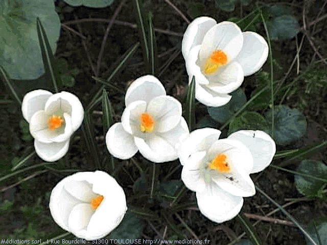 crocus