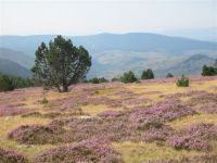 Le col de Finiels - Sylvie Doussot - Rouvire