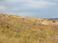 Troupeau au col de Finiels