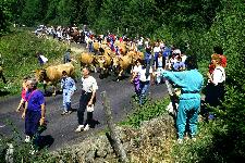 la transhumance (ref:034)