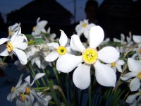 Jonquilles