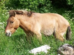 Cheval de Przewalski