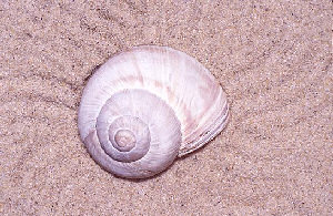 Escargot - copyright Pierre Plagnes et Didier Bonnal