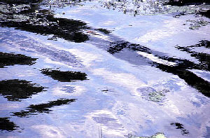 De l�eau : Luc - copyright Pierre Plagnes et Didier Bonnal