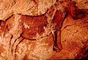 cheval de Przewalski:grotte
