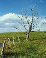 Un arbre en Aubrac