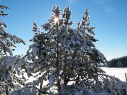 Loz'Hiver - Laurent COLLET pour AMILO