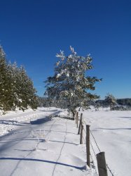 Loz'Hiver - Laurent COLLET pour AMILO