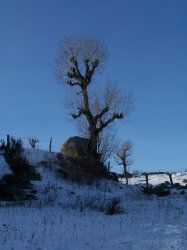 Loz'Hiver - Laurent COLLET pour AMILO