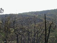 Incendie sur le Mjean - Laurent COLLET pour AMILO