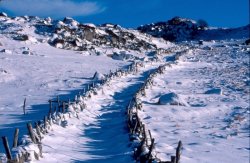 Drailles d'Aubrac