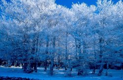 Hiver sur l'Aubrac