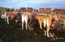 Traite du matin sur l'Aubrac