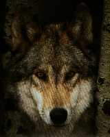 loup cach