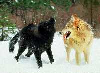 couple de loup dans la neige