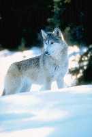 loup dans la neige