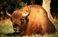 bison couché