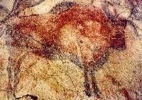 dessin de bison sur les murs d'une grotte