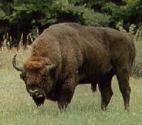 bison male