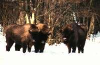 bison dans la neige