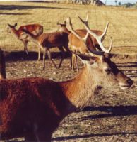 cerf