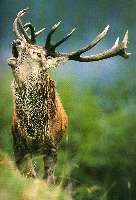 le brame du cerf