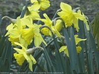 Jonquilles