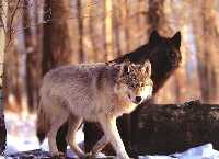 couple de loups