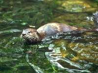 loutre