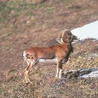 mouflon