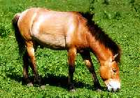 cheval de Przewalski