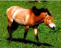 cheval de Przewalski