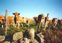 vaches aubrac