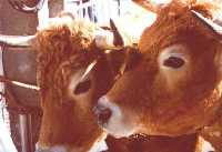 vaches aubrac